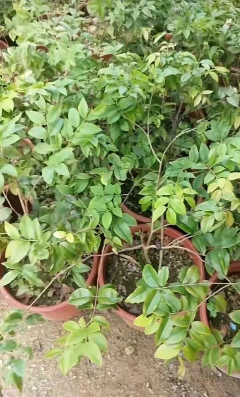树葡萄，四季嘉宝果苗