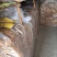 中国福建古田干品茶树菇特产