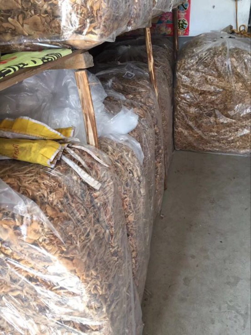 中国福建古田干品茶树菇特产