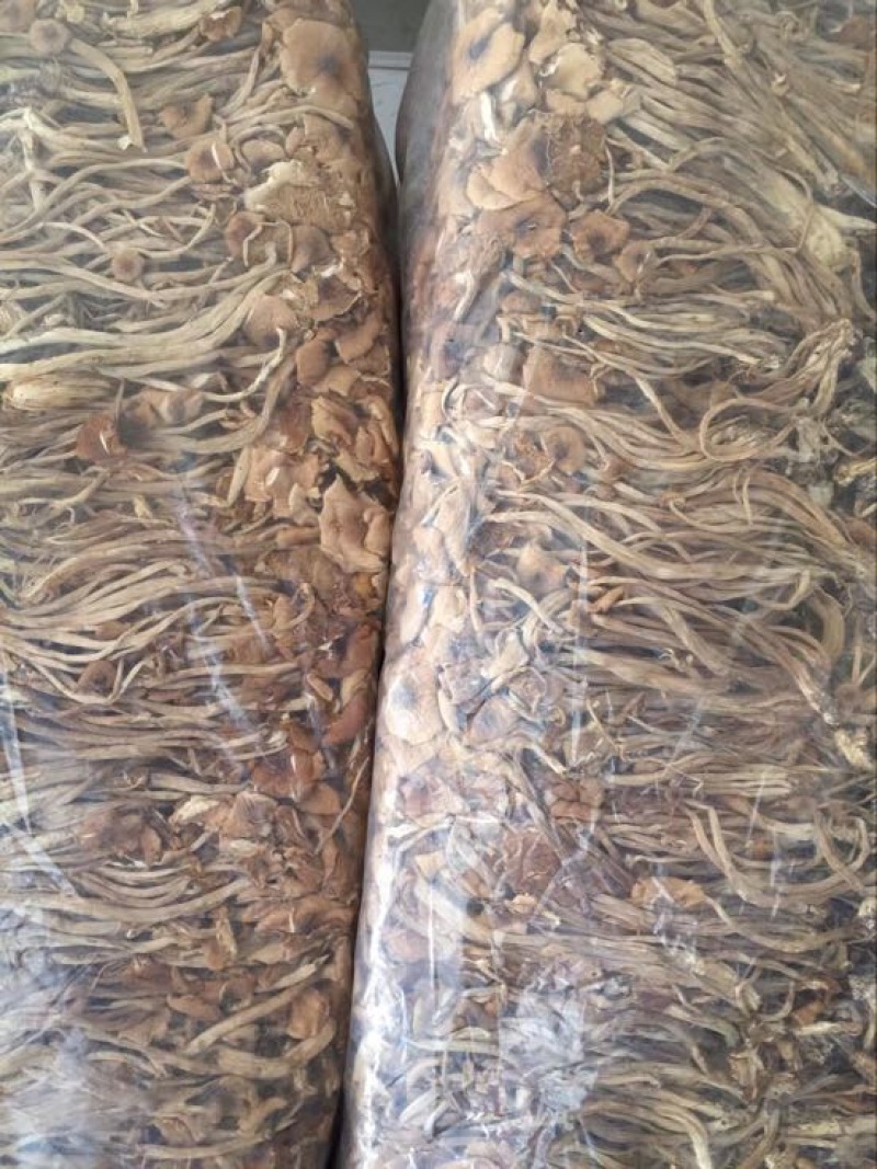 中国福建古田干品茶树菇特产