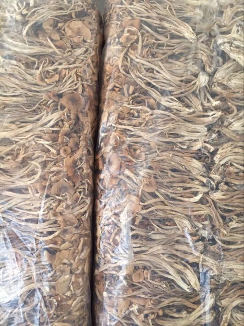 中国福建古田干品茶树菇特产