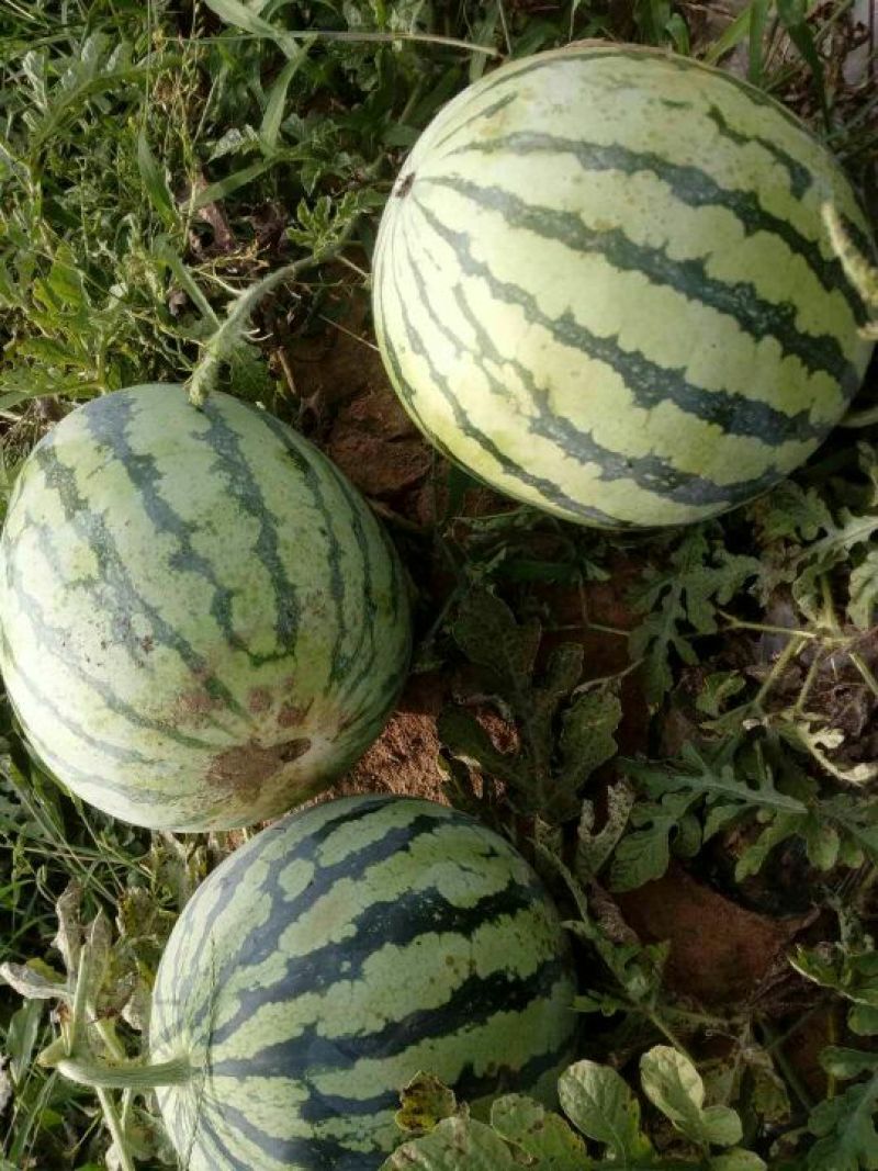 花瓜甜王万亩