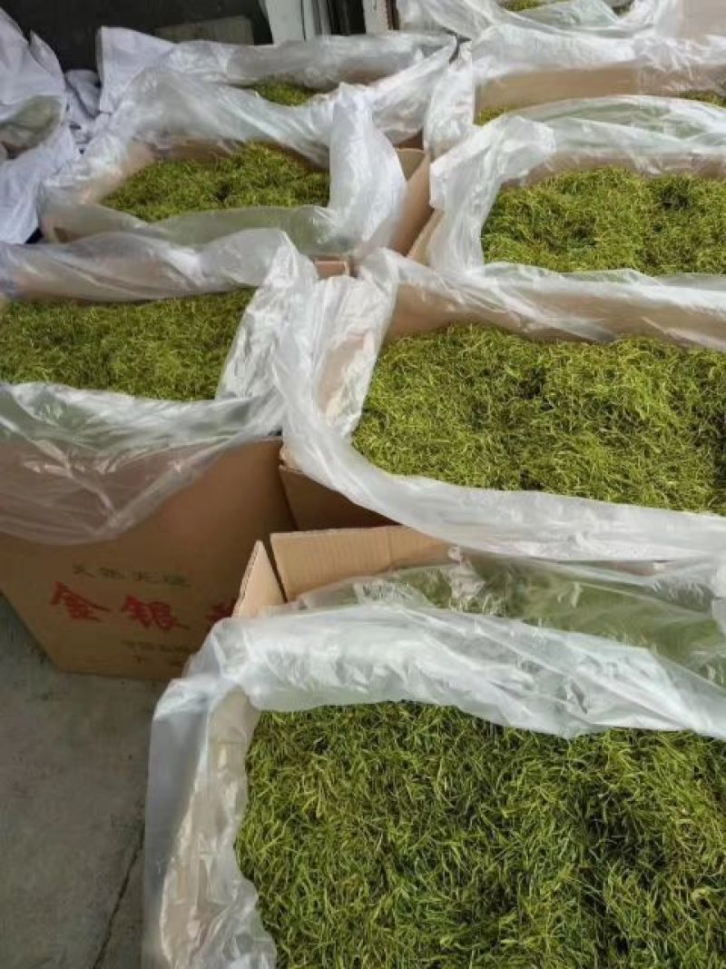 金银花种植户