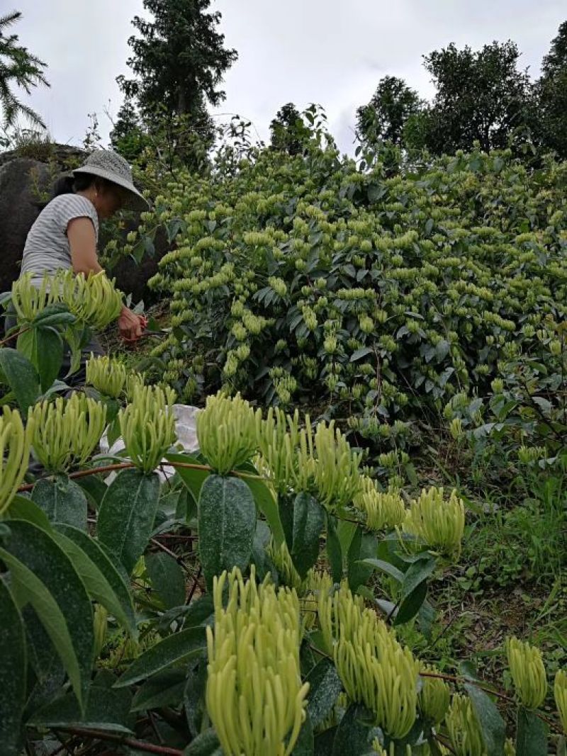金银花种植户