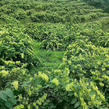 金银花种植户