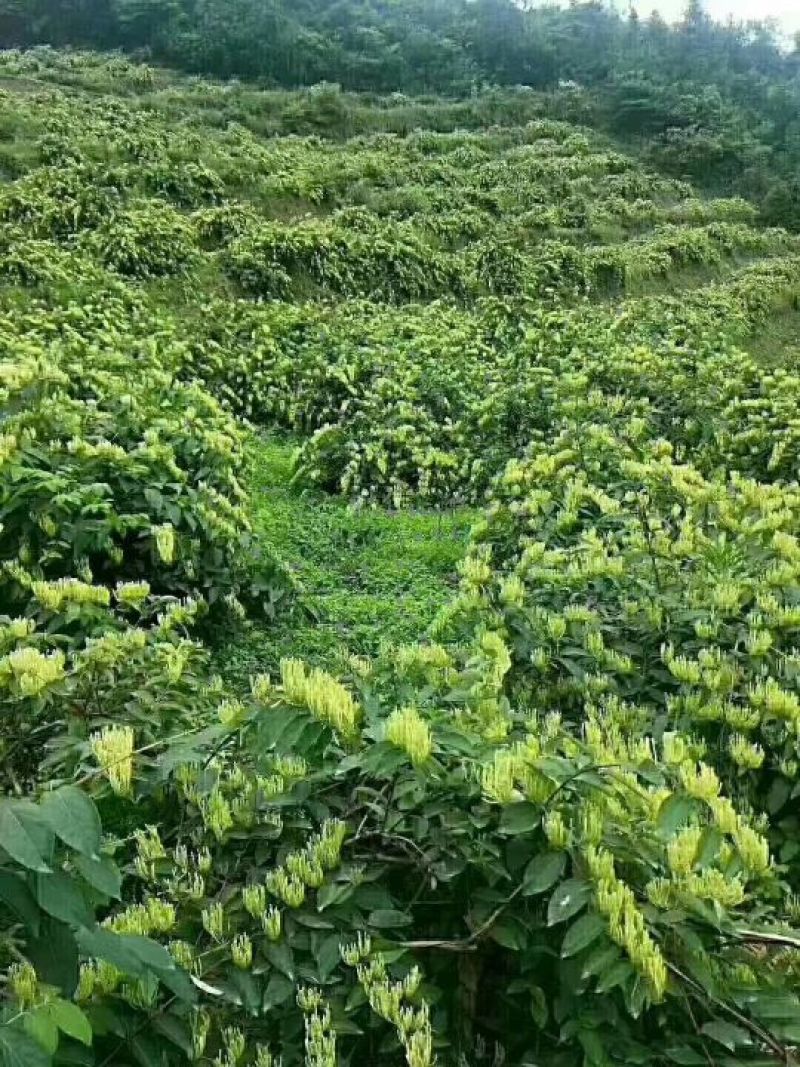 金银花种植户