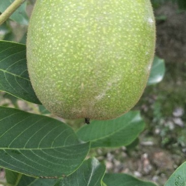 代理出售