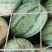 花瓜，黑无仔，长花瓜，8424