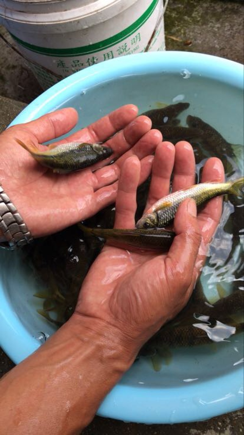淡水石斑鱼又叫圆桶鳜