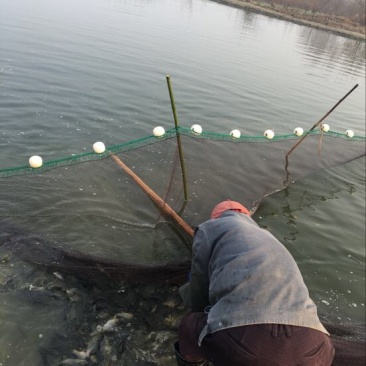 黄尾鯝，属于底层鱼🐟，个体不大易养