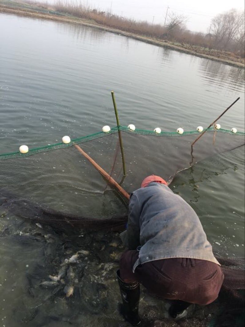 黄尾鯝，属于底层鱼🐟，个体不大易养