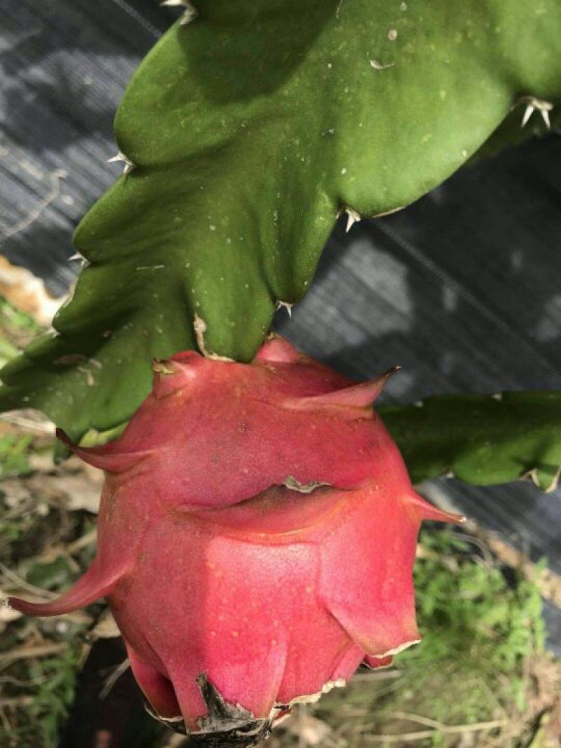 红肉火龙果