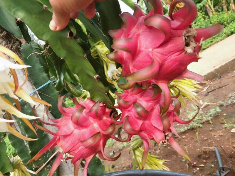 红肉火龙果