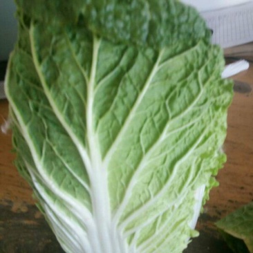 黄心白菜