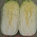 黄心白菜