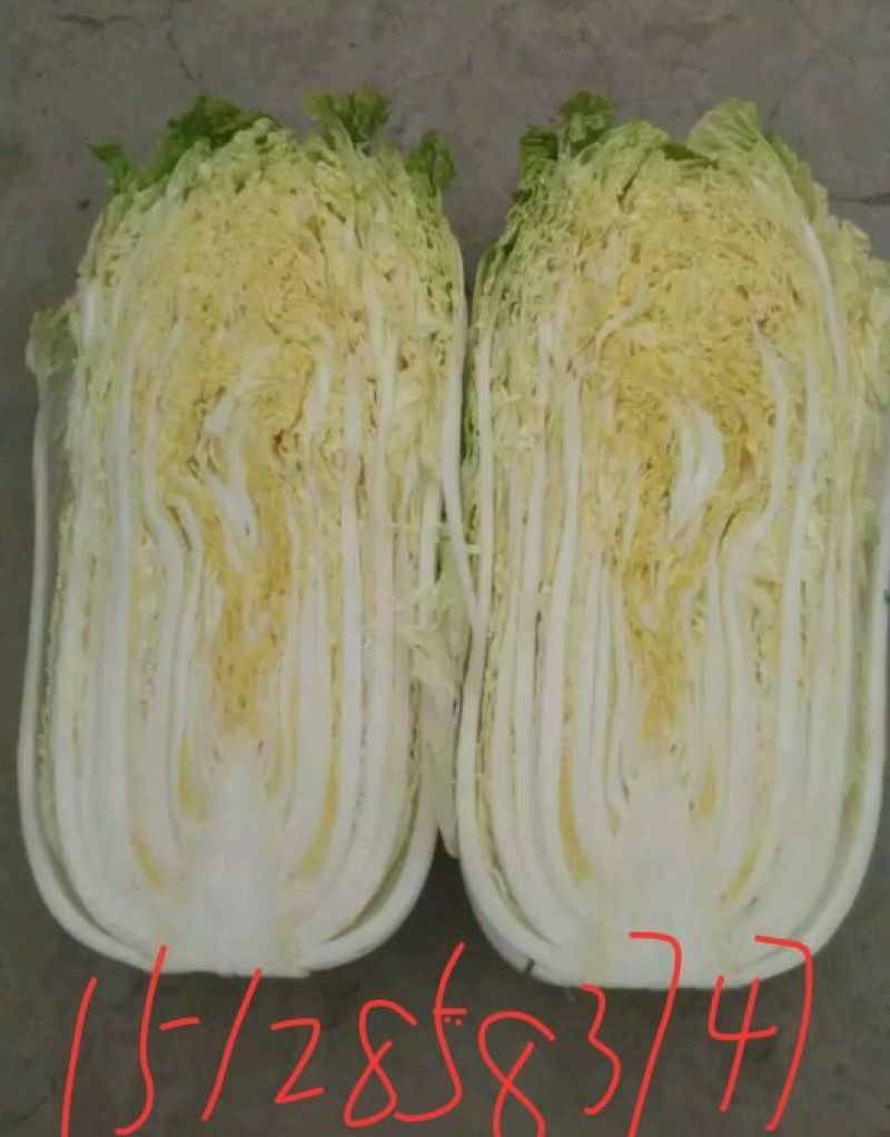 黄心白菜
