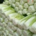 黄心白菜