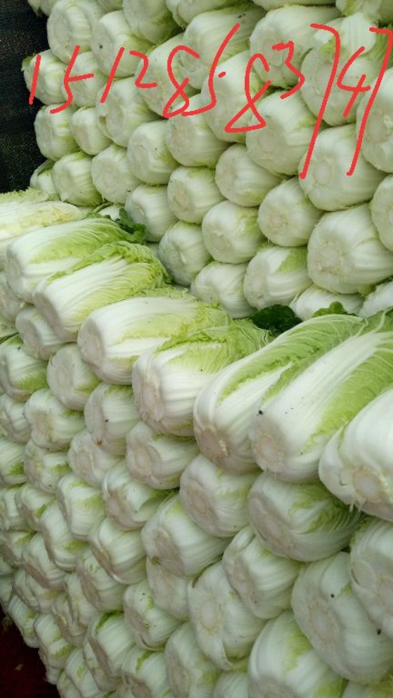 黄心白菜
