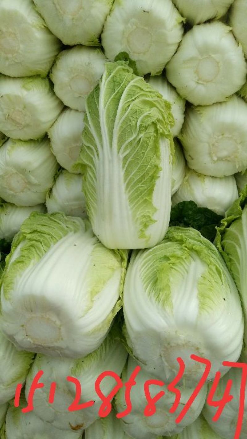 黄心白菜