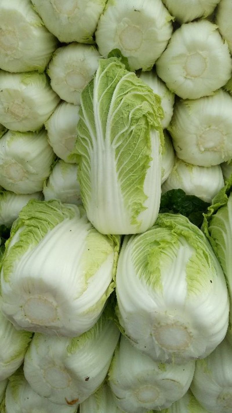 黄心白菜