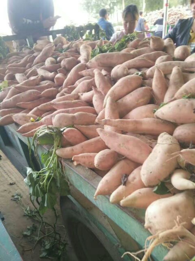 龙薯九