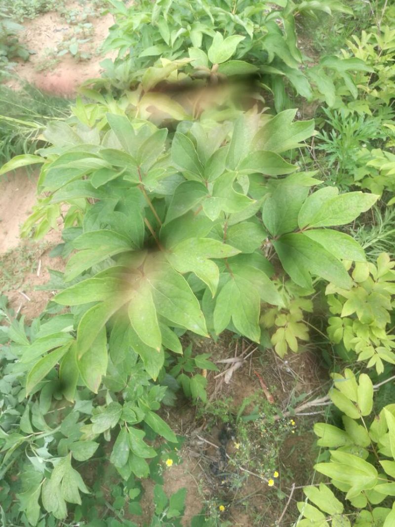 超低价油用牡丹苗二-三年苗30-40cm基地转行，