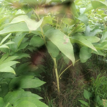 超低价油用牡丹苗二-三年苗30-40cm基地转行，