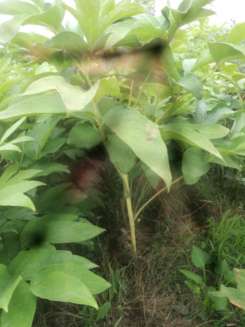 超低价油用牡丹苗二-三年苗30-40cm基地转行，