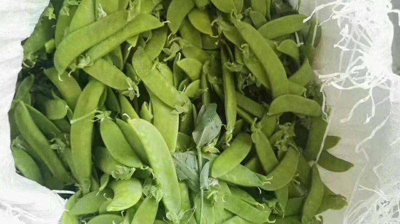 夹豆～兰州高原夏菜精品