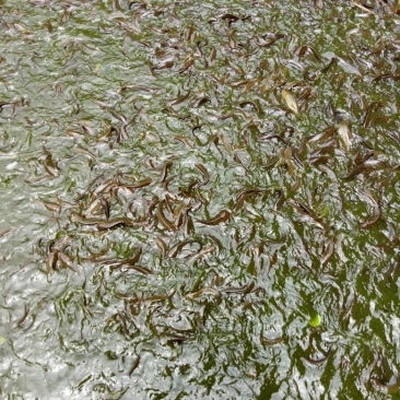 本地塘角鱼,一年半三至四两