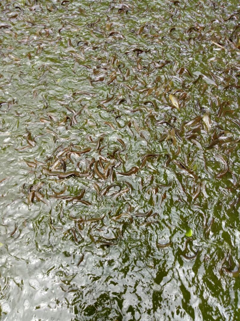 本地塘角鱼,一年半三至四两