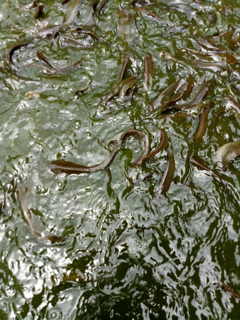 本地塘角鱼,一年半三至四两
