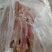 驴肉请选购优质驴肉马肉板肠下水