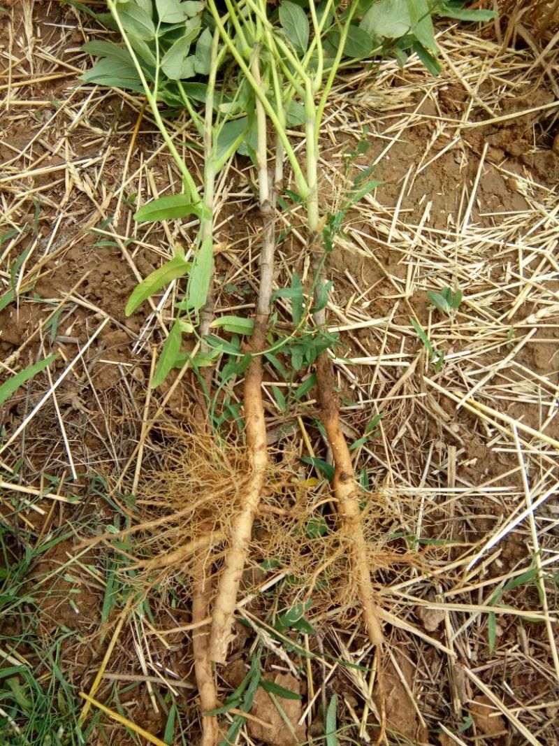 处理油牡丹苗，白芍苗3--5年的苗子，价格便宜，农户自销