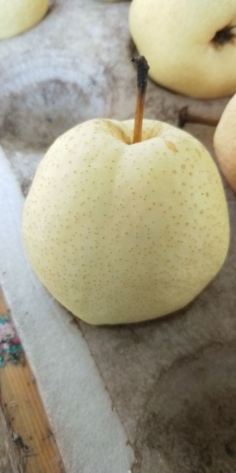 优质冷库梨