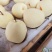 优质冷库梨
