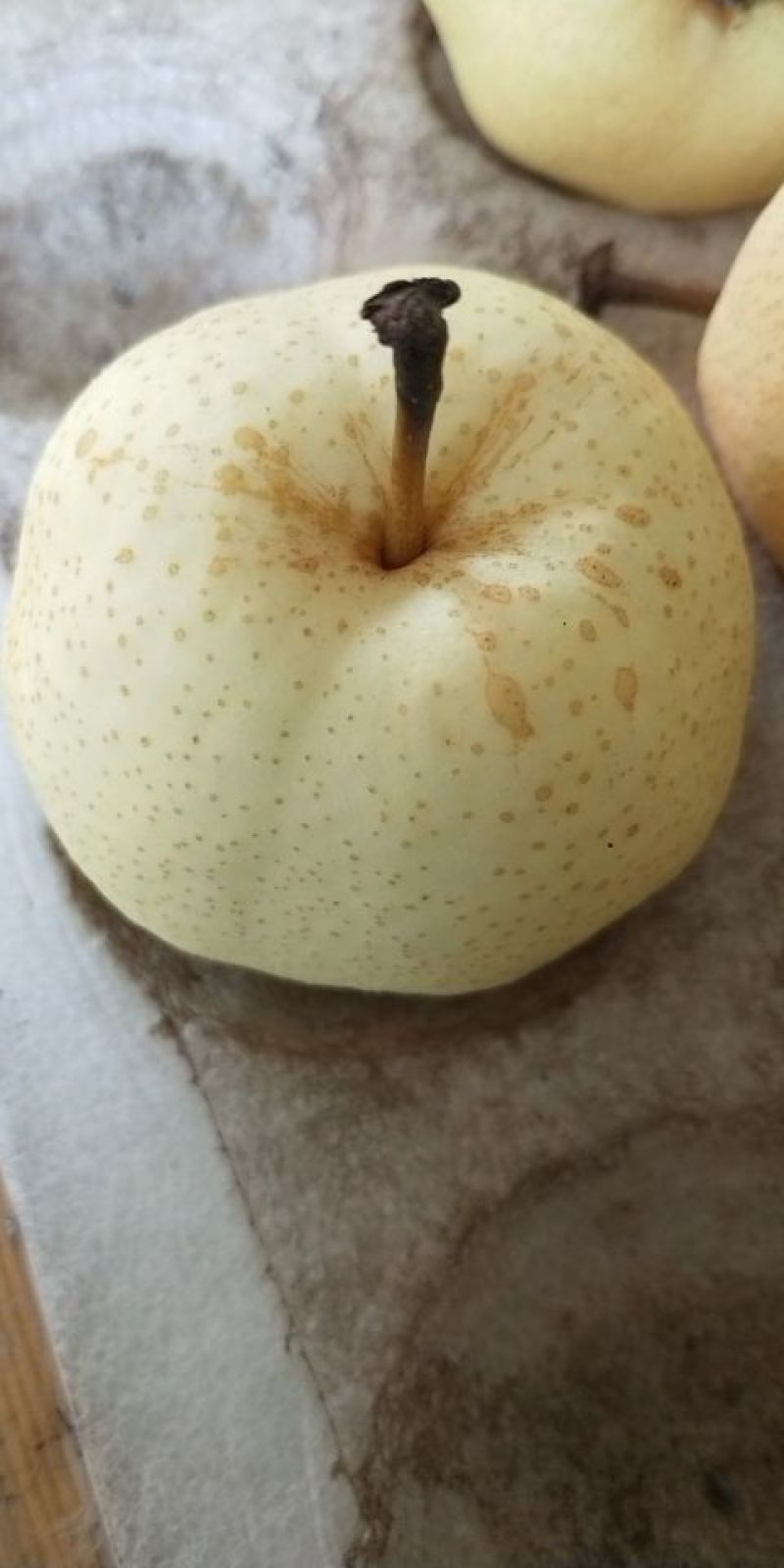 优质冷库梨