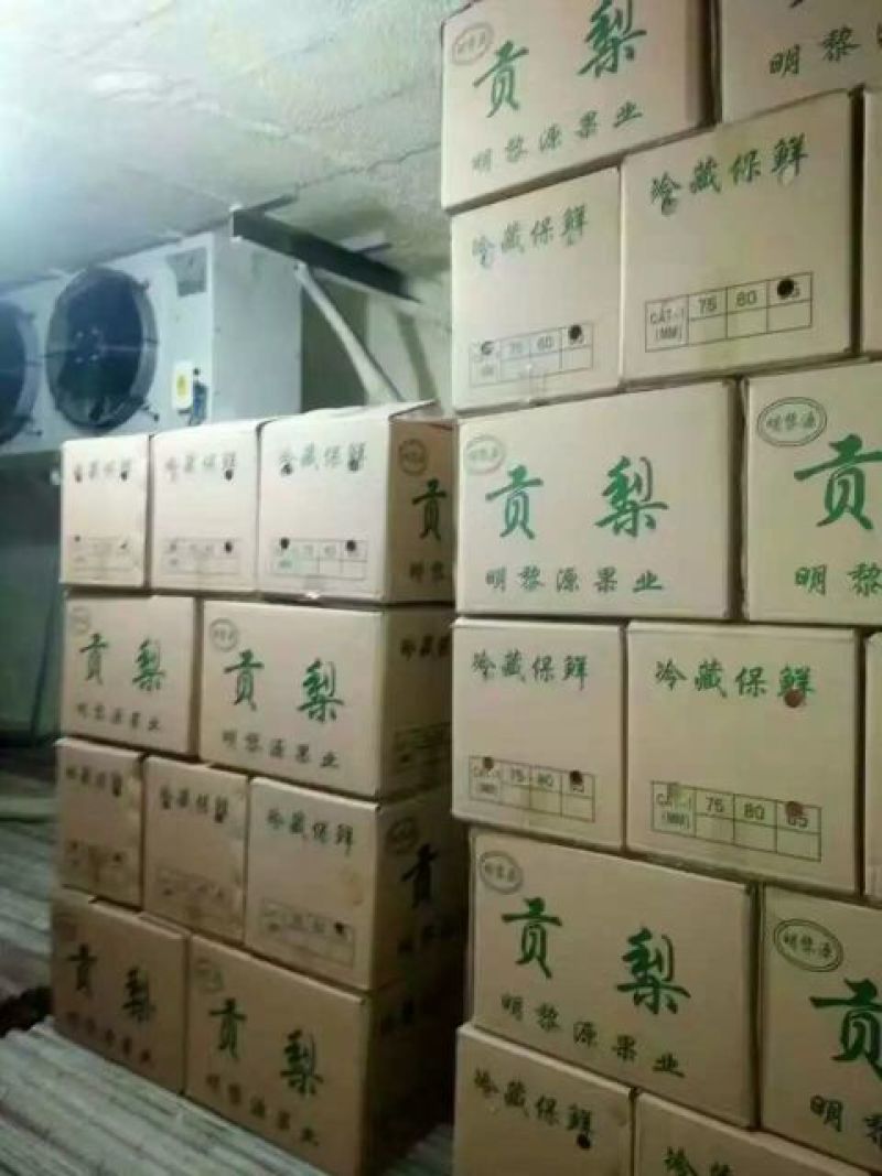 优质冷库梨
