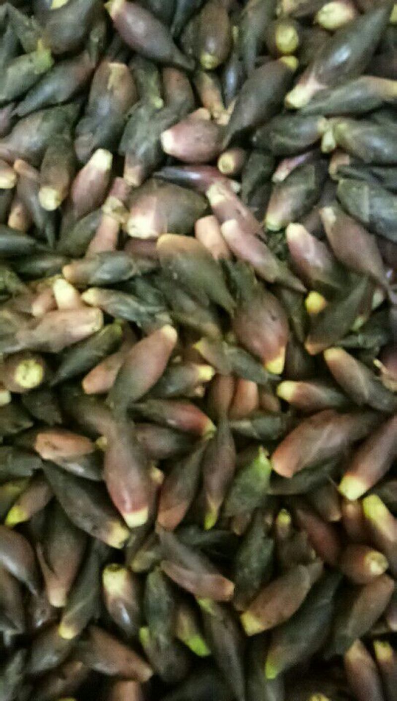洋菏