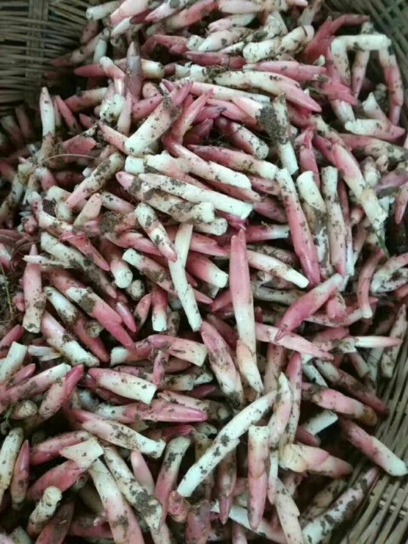 洋菏