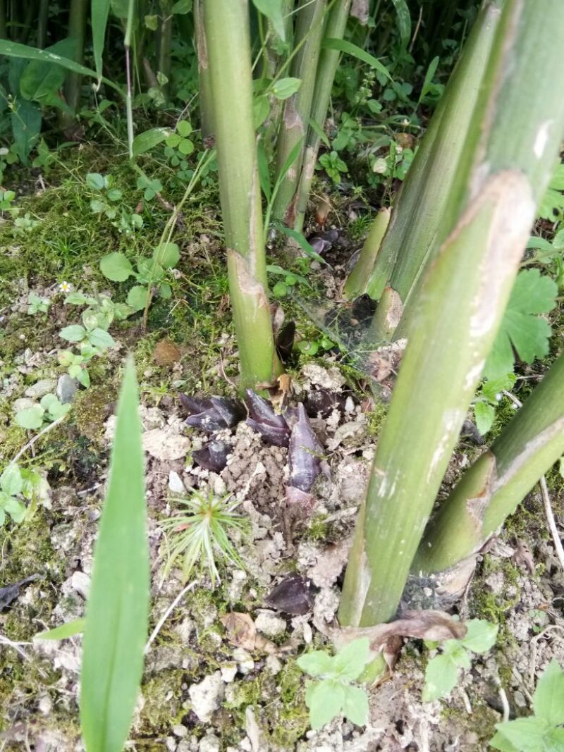 洋菏