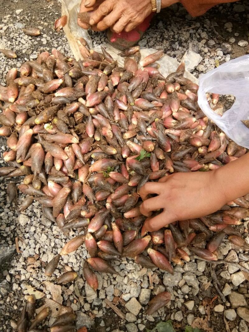 洋菏