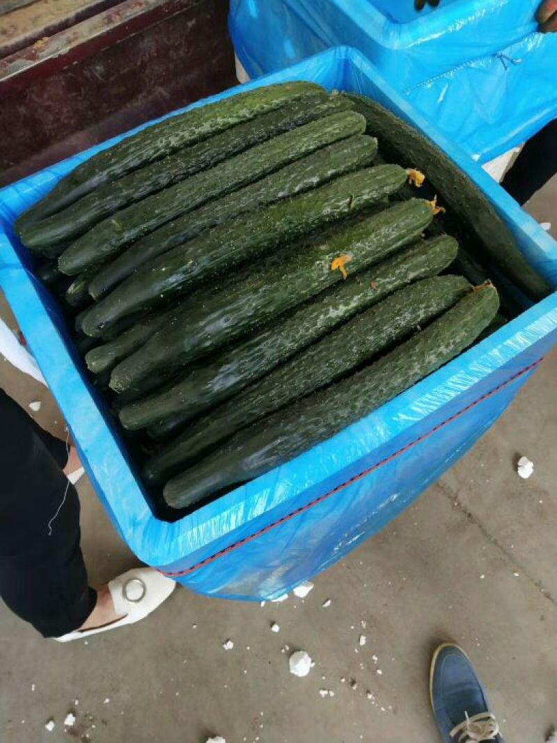 黄瓜大量上市，有需要的速度联系