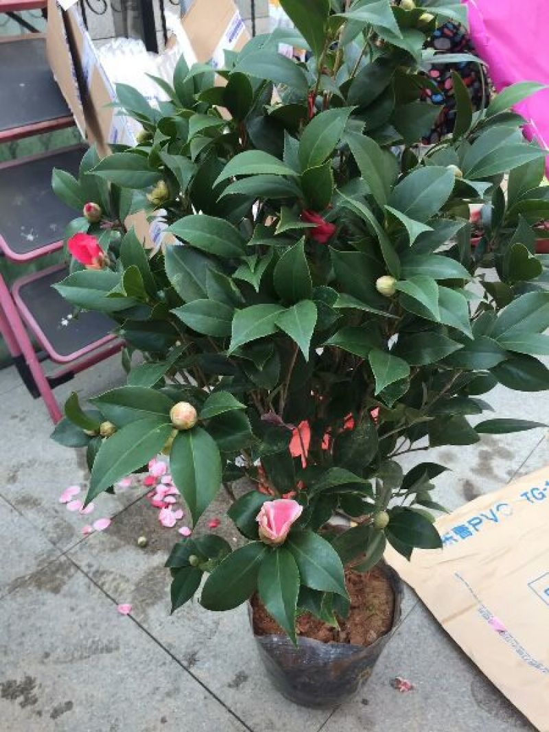 茶花树盆景