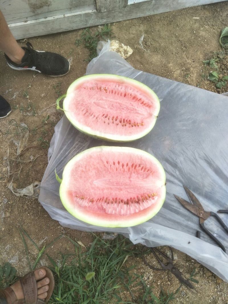 露天金元宝西瓜
