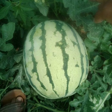 露天金元宝西瓜