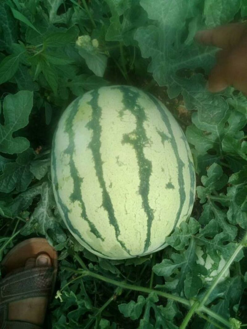 露天金元宝西瓜