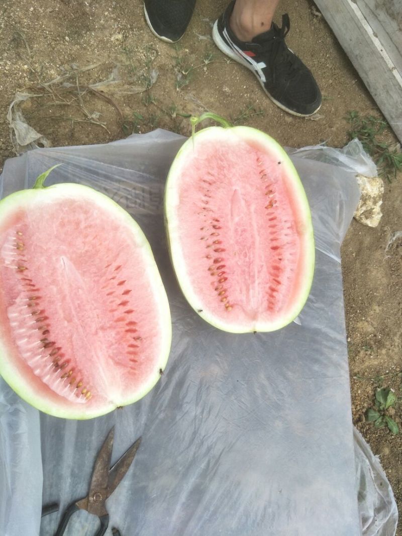 露天金元宝西瓜