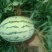 露天金元宝西瓜