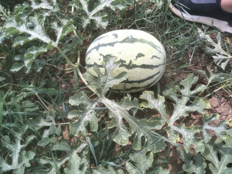 露天金元宝西瓜